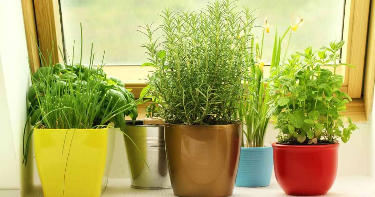 5 نباتات طاردة للناموس سوبر ماما
