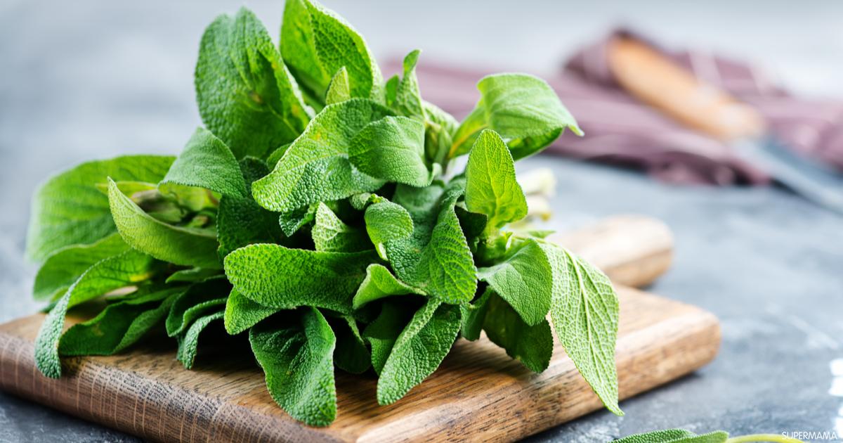 هل تساعد فرشاة المريمية الفائقة الأم على الحمل بتوأم؟