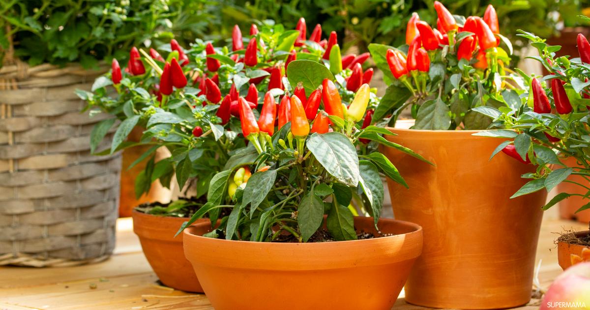 كيفية زراعة الهيل من البذور في المنزل